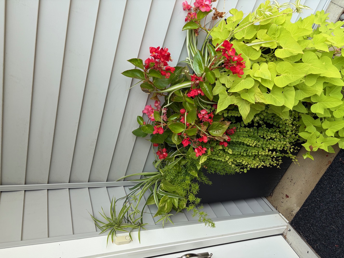 Seasonal planter arrangement